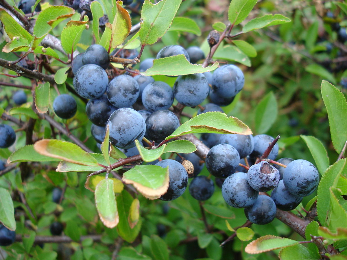 Blackthorn Berry, Sloe Berry