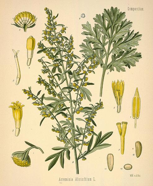 Artemisia Absinthium Vintage Plant Illustration